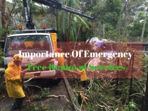 Importance Of Emergency Tree Removal Services