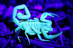 best scorpion pest control Phoenix