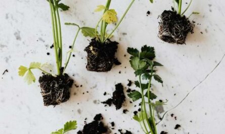 10 Practical Tips for Zero Waste Gardening