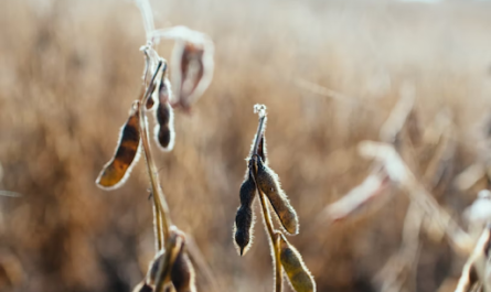 5 Global Uses of Soybeans