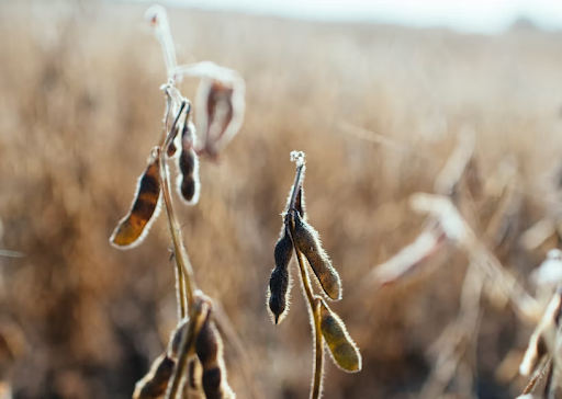 5 Global Uses of Soybeans