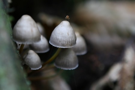 Pros & Cons of Using Magic Mushrooms
